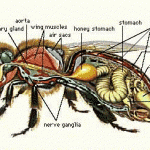 Anatomy Honey Bee