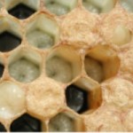 Honey Bee Larvae Alimentary Canal