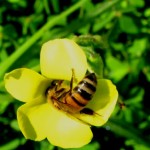 early spring honeybee feeding